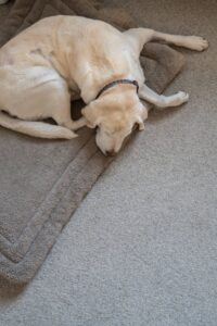Earthweave Natural Wool Carpet in Silver Birch- Photo by Logan Havens